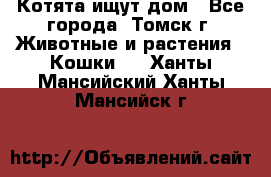 Котята ищут дом - Все города, Томск г. Животные и растения » Кошки   . Ханты-Мансийский,Ханты-Мансийск г.